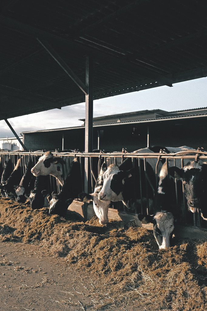 Foto van een landbouwbedrijf